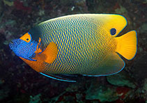Image of Pomacanthus xanthometopon (Yellowface angelfish)