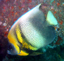 Image of Pomacanthus zonipectus (Cortez angelfish)