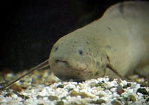 Image of Protopterus dolloi (Slender lungfish)