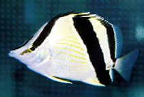 Image of Prognathodes guyanensis (French butterflyfish)
