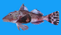 Image of Prionotus horrens (Bristly searobin)
