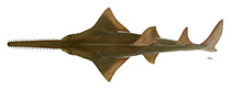 Image of Pristis pristis (Common sawfish)