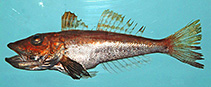 Image of Prionotus stearnsi (Shortwing searobin)