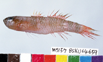 Image of Priolepis winterbottomi 