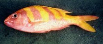 Image of Pristipomoides zonatus (Oblique-banded snapper)