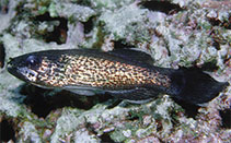 Image of Pseudamia amblyuroptera (White-jawed cardinalfish)