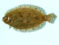 Image of Pseudorhombus argus (Peacock flounder)
