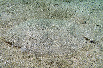 Image of Pseudorhombus arsius (Largetooth flounder)