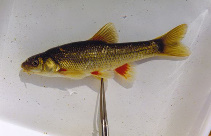 Image of Pseudobarbus asper (Smallscale redfin)