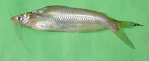 Image of Pachypterus atherinoides (Indian potasi)