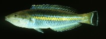 Image of Pseudojuloides cerasinus (Smalltail wrasse)