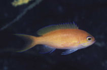 Image of Pseudanthias elongatus 