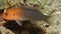 Image of Pseudochromis erdmanni (Erdmann’s Dottyback)