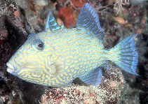 Image of Pseudobalistes fuscus (Yellow-spotted triggerfish)