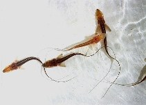 Image of Pseudoscaphirhynchus kaufmanni (Amu Darya sturgeon)