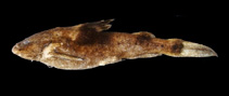 Image of Pseudobagarius macronemus 