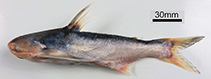 Image of Pseudauchenipterus nodosus (Cocosoda catfish)
