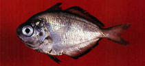 Image of Psenes pellucidus (Bluefin driftfish)