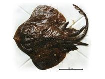Image of Psammobatis rudis (Smallthorn sand skate)
