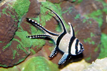 Image of Pterapogon kauderni (Banggai cardinal fish)