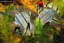 Image of Pterophyllum scalare (Freshwater angelfish)