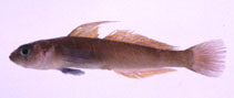 Image of Pterogobius zonoleucus 