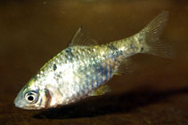 Image of Pethia phutunio (Spottedsail barb)