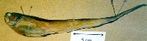 Image of Pyramodon punctatus (Dogtooth pearlfish)