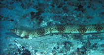 Image of Quassiremus evionthas (Galapagos snake eel)