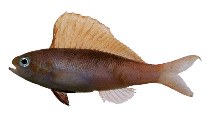 Image of Rabaulichthys altipinnis (Sailfin anthias)
