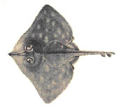 Image of Dipturus chinensis 