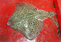 Image of Raja montagui (Spotted ray)