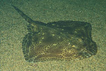 Image of Raja montagui (Spotted ray)
