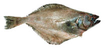 Image of Atheresthes evermanni (Kamchatka flounder)