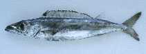 Image of Rexea prometheoides (Royal escolar)