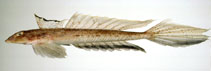 Image of Callionymus curvicornis (Horn dragonet)