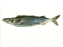 Image of Rexea solandri (Silver gemfish)