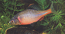 Image of Rhodeus amarus (European bitterling)