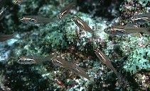 Image of Verulux cypselurus (Swallowtail cardinalfish)