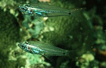 Image of Rhabdamia gracilis (Luminous cardinalfish)