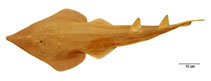 Image of Pseudobatos horkelii (Brazilian guitarfish)