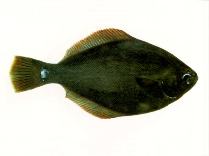 Image of Rhombosolea leporina (Yellowbelly flounder)