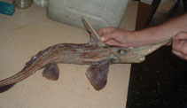 Image of Rhinochimaera pacifica (Pacific spookfish)