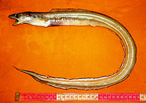 Image of Rhynchoconger squaliceps 