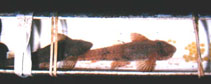 Image of Fonchiiichthys uracanthus 