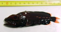 Image of Rondeletia loricata (Redmouth whalefish)