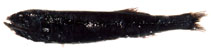 Image of Sagamichthys abei (Shining tubeshoulder)