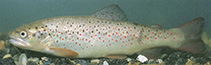 Image of Salmo ciscaucasicus (Caspian salmon)