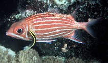 Image of Sargocentron diadema (Crown squirrelfish)