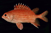 Image of Sargocentron dorsomaculatum (Spotfin squirrelfish)